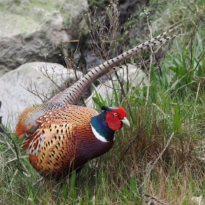 Colin Polson  Nature Common Pheasant