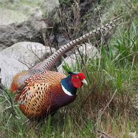 Colin Polson Nature Common Pheasant