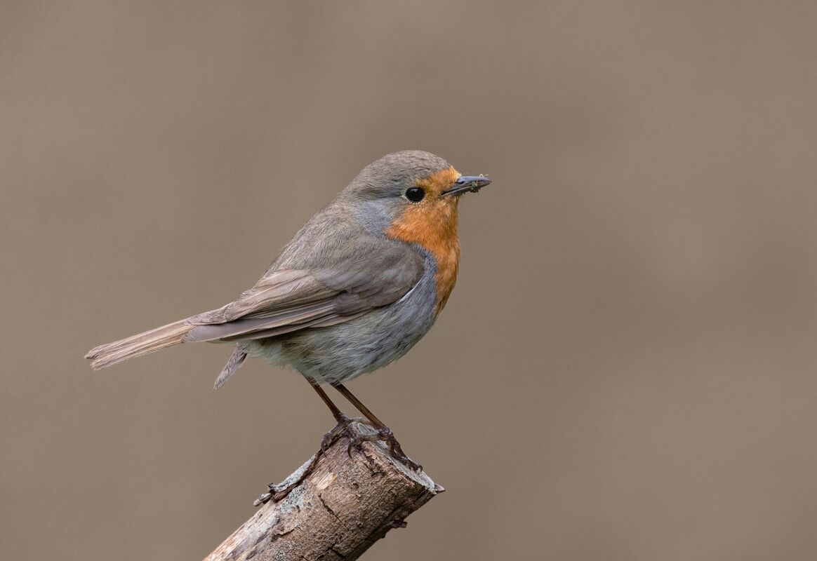 David Le Prevost LRPS,Annual Nature PDI, Erithacus Rubecula