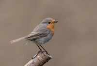 David Le Prevost LRPS,Annual Nature PDI, Erithacus Rubecula