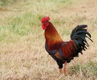 David Le Prevost LRPS,Red-any shade, Rooster