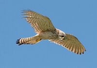 David Le Prevost LRPS Nature Kestrel In Flight