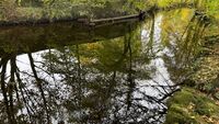 David Le Prevost LRPS Open Reflections In The Stream