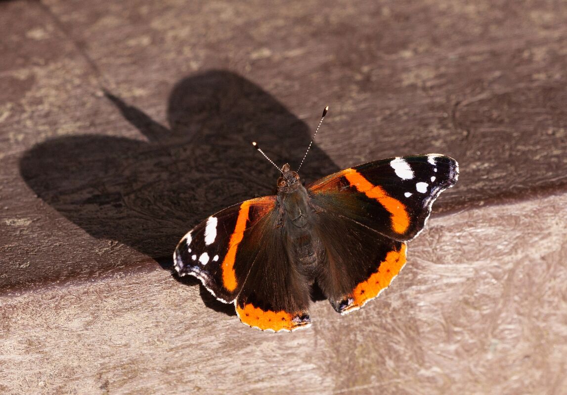 David Le Prevost LRPS, Red Admiral Vanessa Atalanta