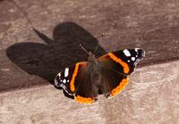 David Le Prevost LRPS, Red Admiral Vanessa Atalanta