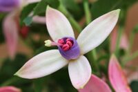 David Le Prevost LRPS,In Your Garden, Fuscia