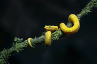 Derek Bridel AFIAP, BPE2,Annual Nature PDI, Yellow Eyelash Pit Viper