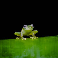Derek Bridel AFIAP, BPE2,Open 2021 PDI, Glass-eyed Frog