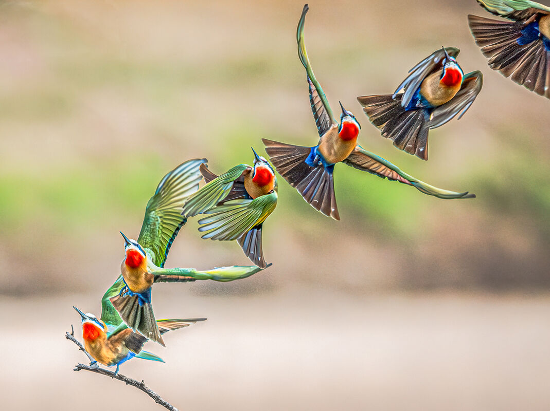 Derek Bridel AFIAP, BPE2 Action Bee Eater Flight