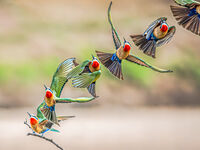 Derek Bridel AFIAP, BPE2 Action Bee Eater Flight