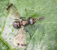 Derek Bridel AFIAP, BPE2 Action Fly Movement