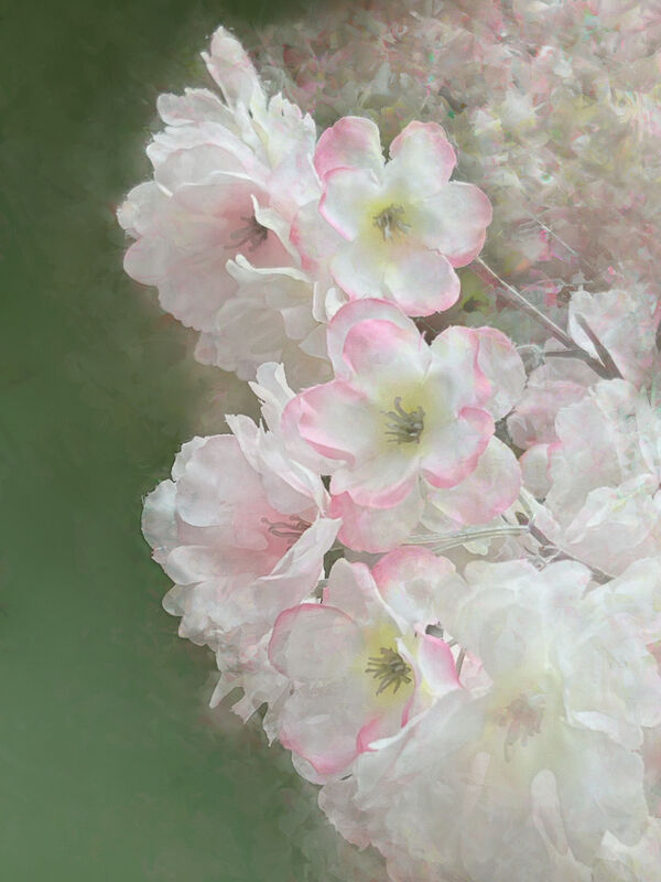 Derek Bridel AFIAP, BPE2 Creative Friquet Flowers