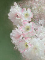 Derek Bridel AFIAP, BPE2 Creative Friquet Flowers