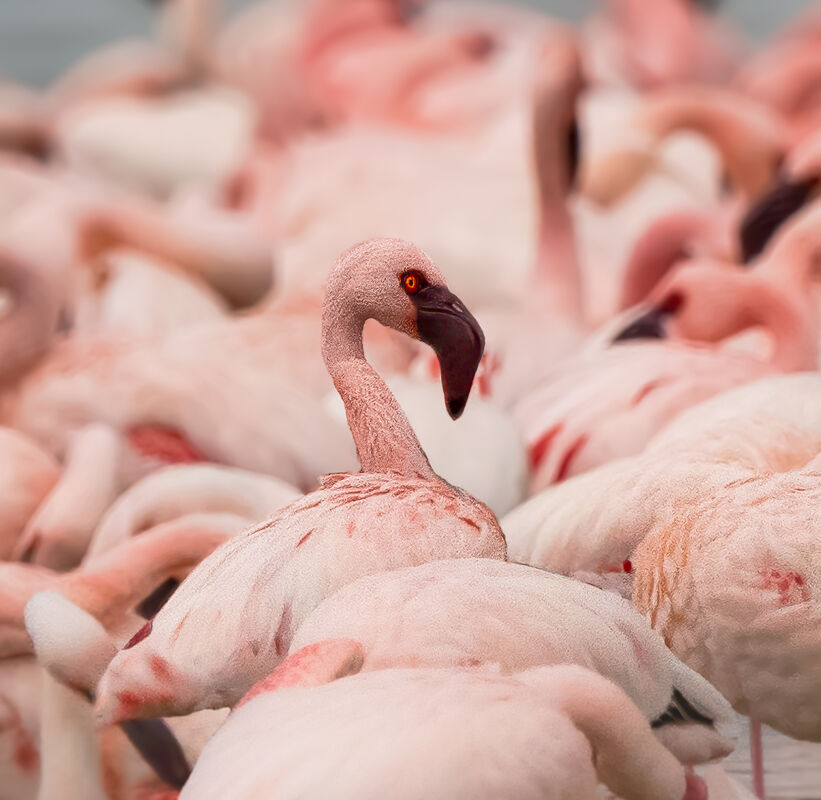 Derek Bridel AFIAP, BPE2 Narrow Depth Of Field Lesser Flamingos