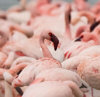 Derek Bridel AFIAP, BPE2 Narrow Depth Of Field Lesser Flamingos
