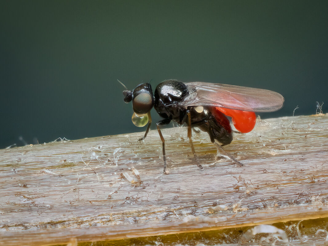 Derek Bridel AFIAP, BPE2 Nature Oscinella Frit Fly Regurgitating With Parasite