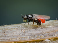 Derek Bridel AFIAP, BPE2 Nature Oscinella Frit Fly Regurgitating With Parasite