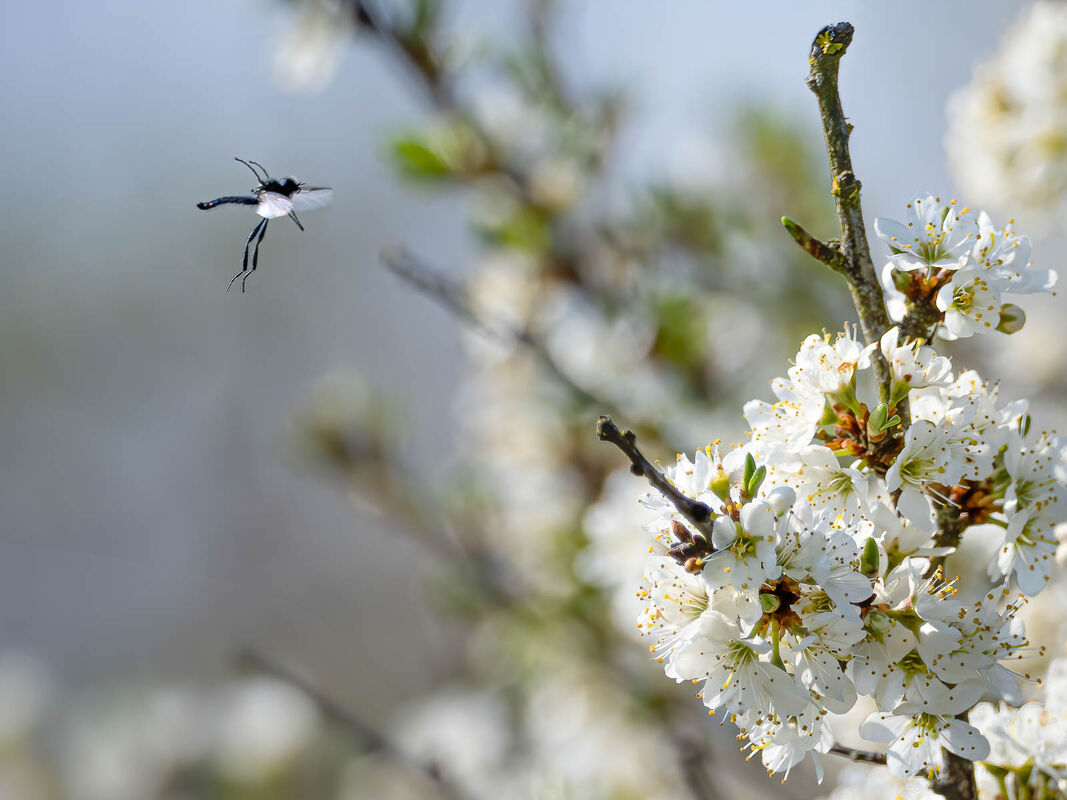 Derek Bridel AFIAP, BPE2, St. Marks Fly And Blackthorn