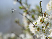 Derek Bridel AFIAP, BPE2, St. Marks Fly And Blackthorn