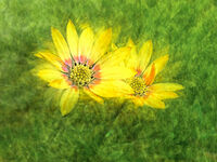 Derek Bridel AFIAP, BPE2 Still Life Flowers