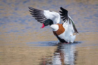 Derek Bridel AFIAP, BPE2, Winged Animals, Shellduck