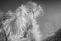 Derek Bridel AFIAP, BPE2,In Your Garden, Palm Box