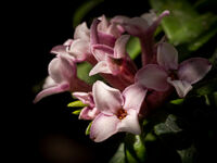 Derek Bridel AFIAP, BPE2,In Your Garden, Sugar Flowers