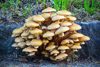 Derek Tostevin DPAGB, BPE1,Annual Nature PDI, Honey Fungus