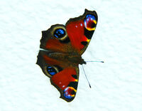 Derek Tostevin DPAGB, BPE1, Aglais Io (peacock)