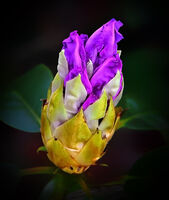 Derek Tostevin DPAGB, BPE1, Azalea
