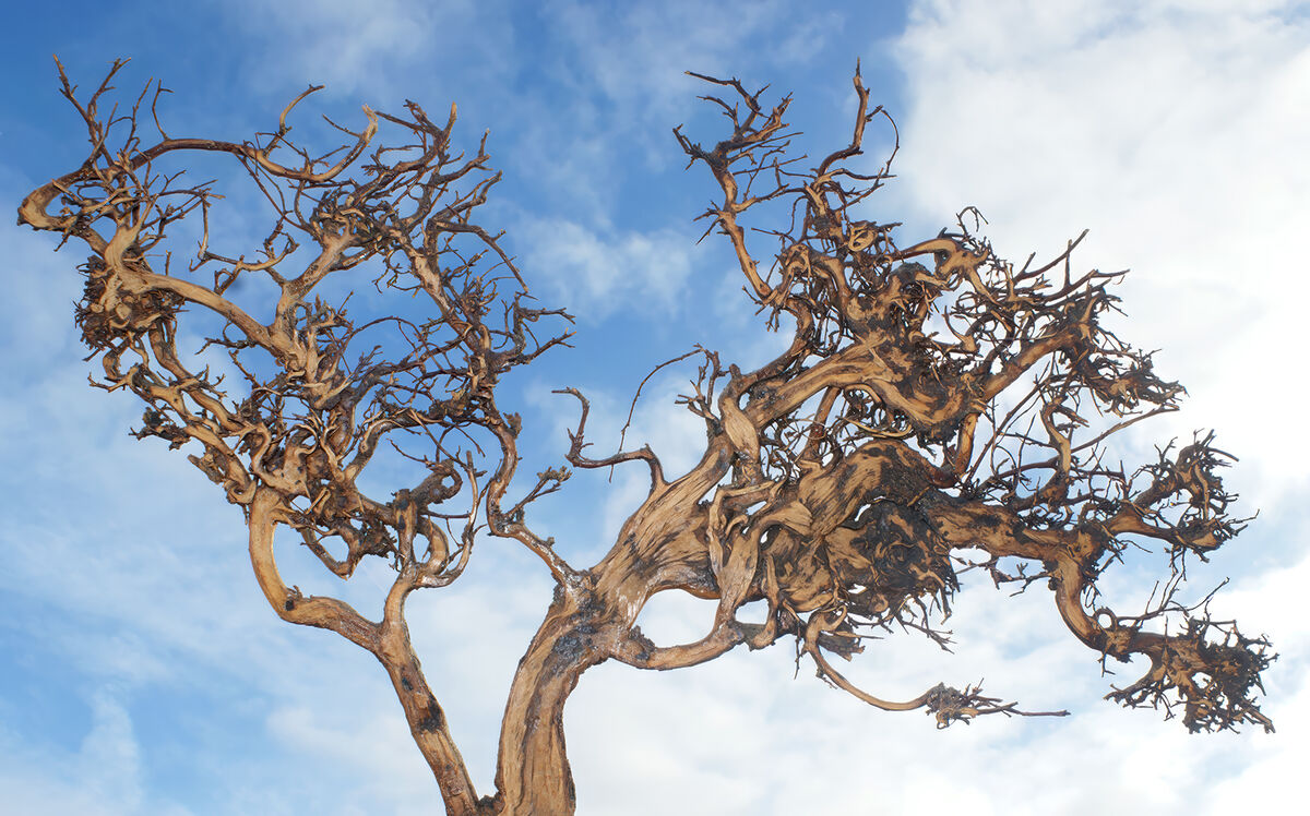 Derek Tostevin DPAGB, BPE1 Creative Roots In The Sky