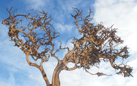Derek Tostevin DPAGB, BPE1 Creative Roots In The Sky