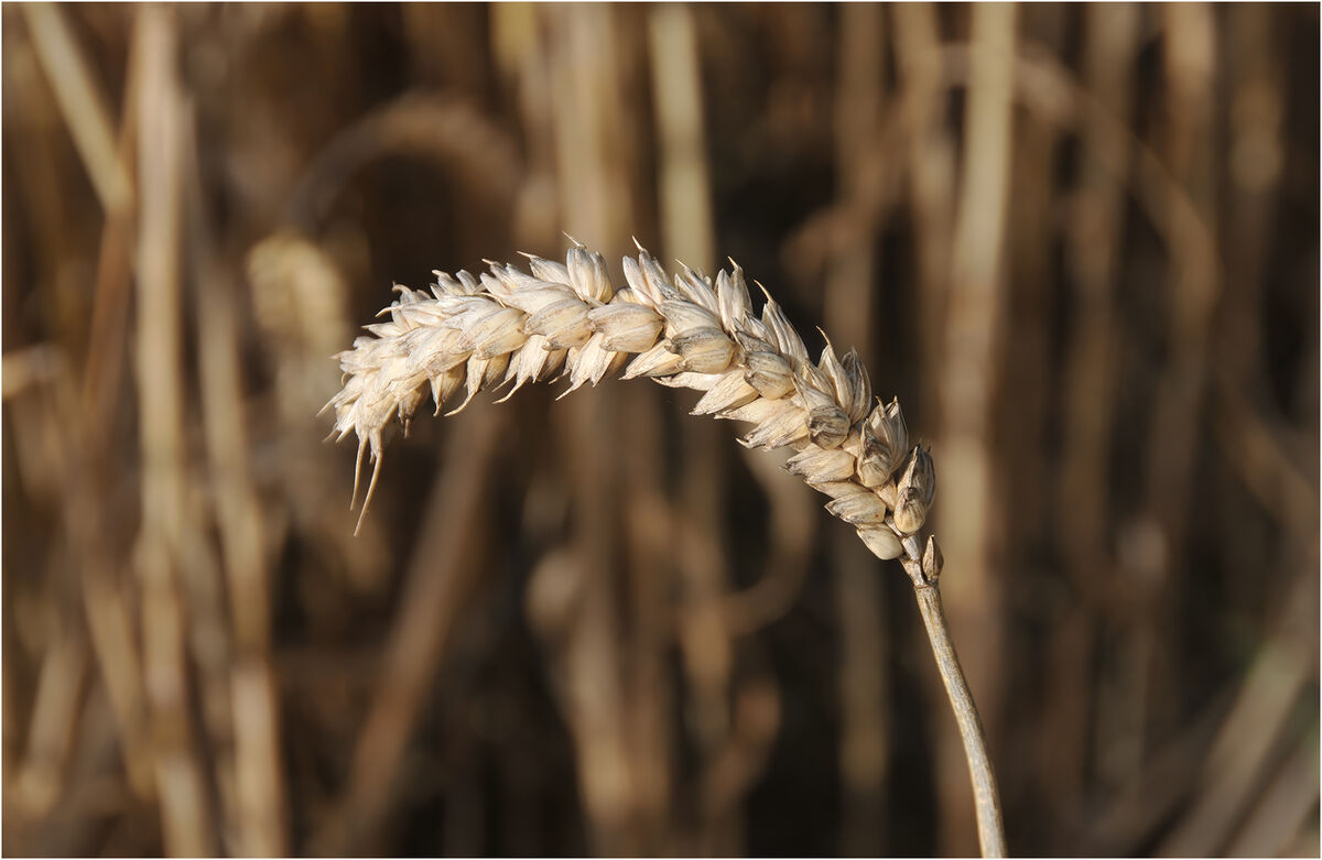 Derek Tostevin DPAGB, BPE1 Narrow Depth Of Field Ready To Harvest