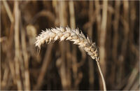 Derek Tostevin DPAGB, BPE1 Narrow Depth Of Field Ready To Harvest