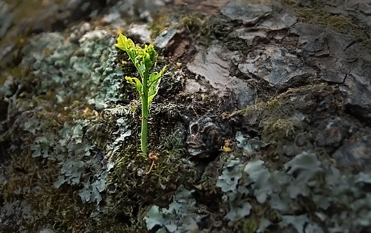 Derek Tostevin DPAGB, BPE1, New Life On Fallen Tree