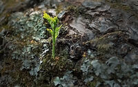 Derek Tostevin DPAGB, BPE1, New Life On Fallen Tree