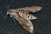 Derek Tostevin DPAGB, BPE1, Winged Animals, Convolvulas Hawk Moth
