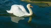 Derek Tostevin DPAGB, BPE1, Winged Animals, Swan
