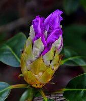 Derek Tostevin DPAGB, BPE1,In Your Garden, Spring Has Sprung