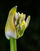 Godfray Guilbert ,Annual Nature PDI, Breaking Agapanthus Bud