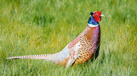 Godfray Guilbert ,In Your Garden, Cock Pheasant
