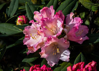 Godfray Guilbert ,In Your Garden, Rhododendron