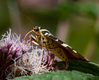 Godfray Guilbert , Winged Animals, Jersey Tiger Moth Feeding On Hemp Agrimony
