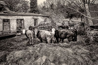 Honours MO Nigel Byrom Animal Farm