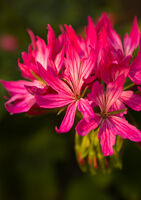 Ian Toms ,In Your Garden, All In Red