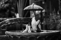 Ian Toms ,In Your Garden, Waiting