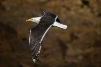 Ian Toms , Winged Animals, Gliding Gull