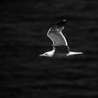 Ian Toms , Winged Animals, Looking For Food