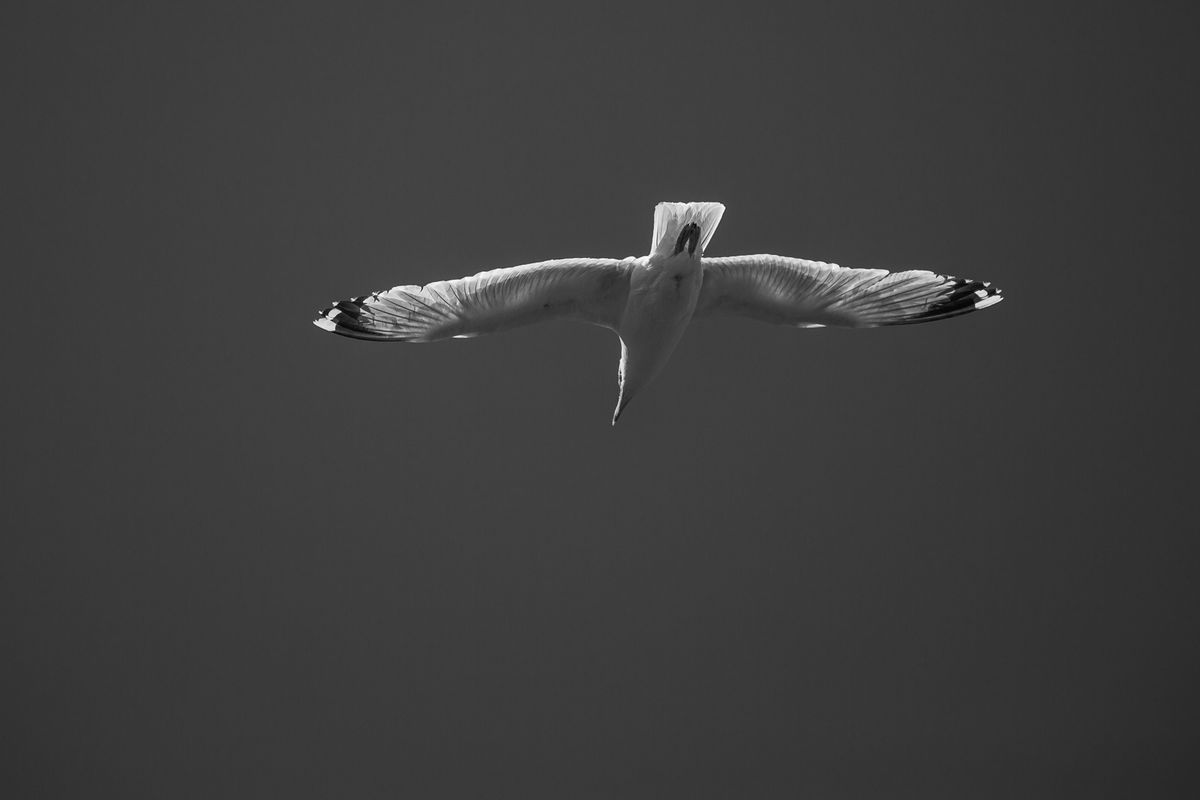 Ian Toms , Annual Nature Open PDI, Catching The Light