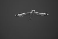 Ian Toms , Annual Nature Open PDI, Catching The Light